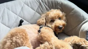 Ovaj pas postao je zvijezda/@lildoodbrooks