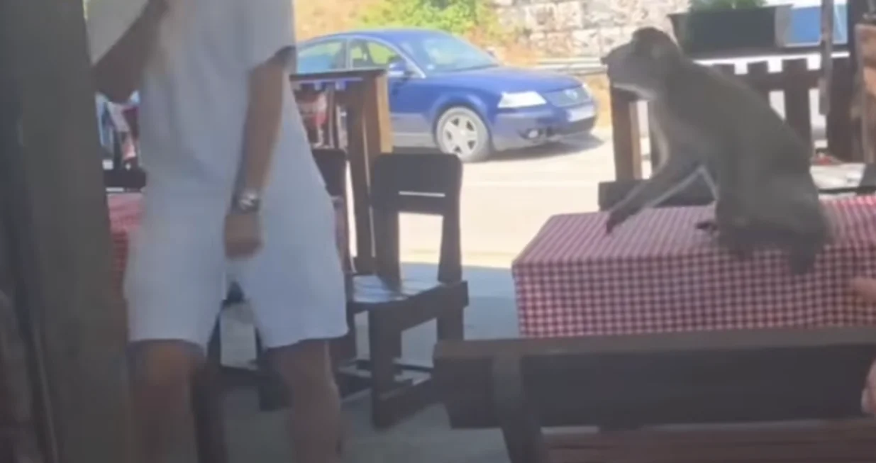 Majmun u sutomorskom restoranu/Podgoricki