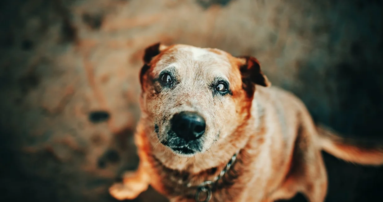 Prema istraživanjima psi itekako mogu doživjeti depresiju nalik na ljudsku/ Pexels/
