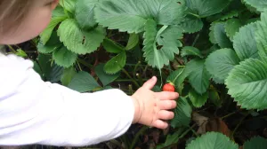 Djeca vole plodove iz vrta/