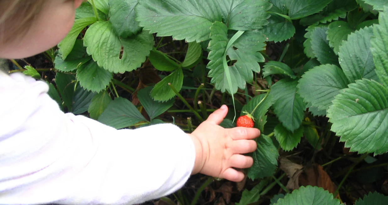 Djeca vole plodove iz vrta/