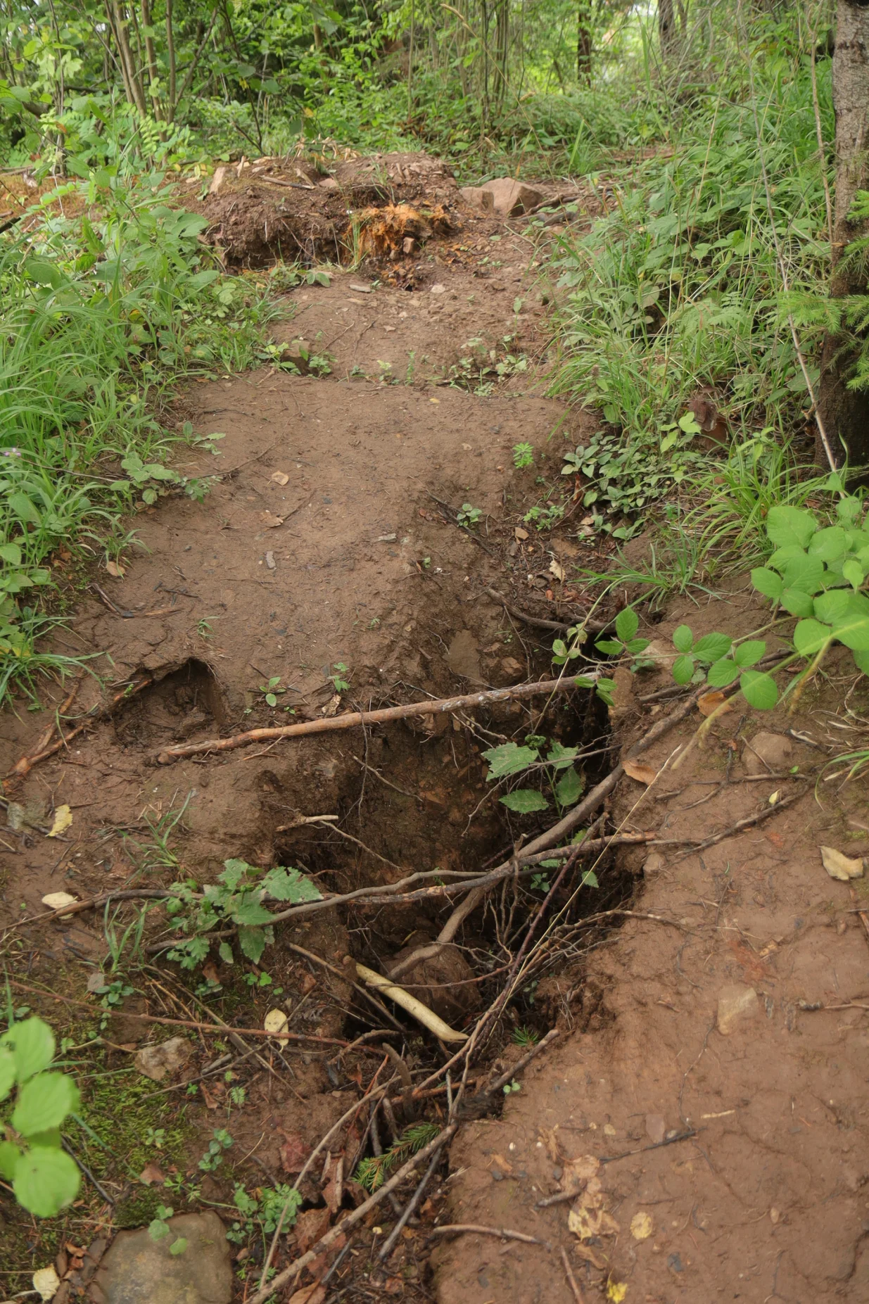 Curine njive juli/Senad Gubelić