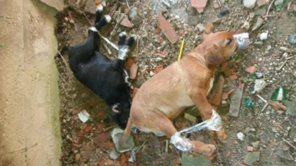 Psi su svezani i ostavljeni da umru/ Facebook/