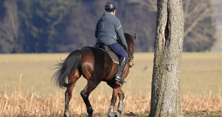 Pad sa konja rezultirao smrću/Unsplash