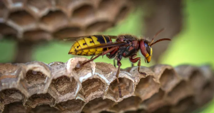 Ilustracija/ Pexels/