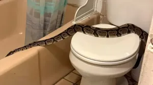 Piton, zmija, WC/Prtsc