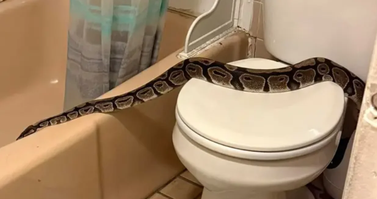 Piton, zmija, WC/Prtsc