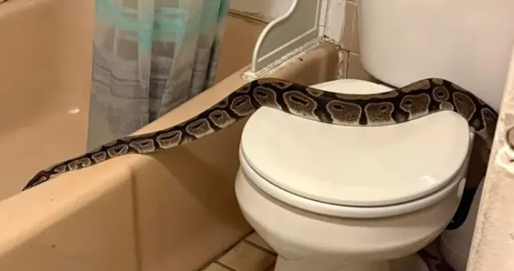 Piton, zmija, WC/Prtsc