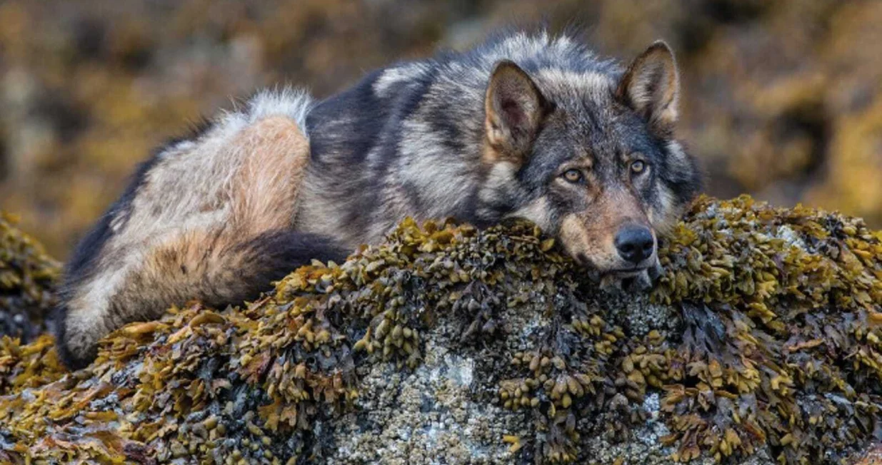 Vuk/Ilustracija/X.com//