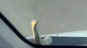 Nesvakidašnji prizor/Printscreen/Net.hr//