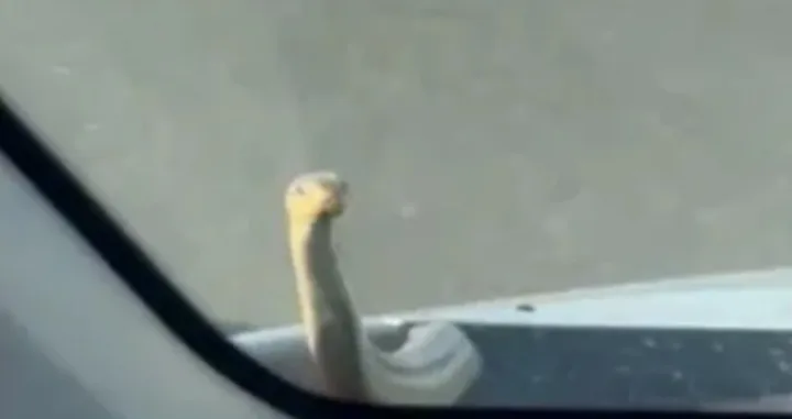 Nesvakidašnji prizor/Printscreen/Net.hr//