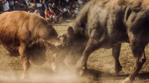 Borba bikova/Ilustracija/