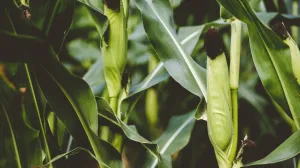 Narodni lijek za jetru i bubrege/Free Pik