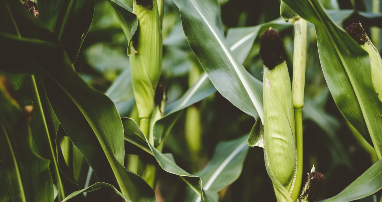 Narodni lijek za jetru i bubrege/Free Pik