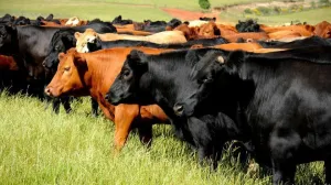 Bikovi/Ilustracija/Agromedia