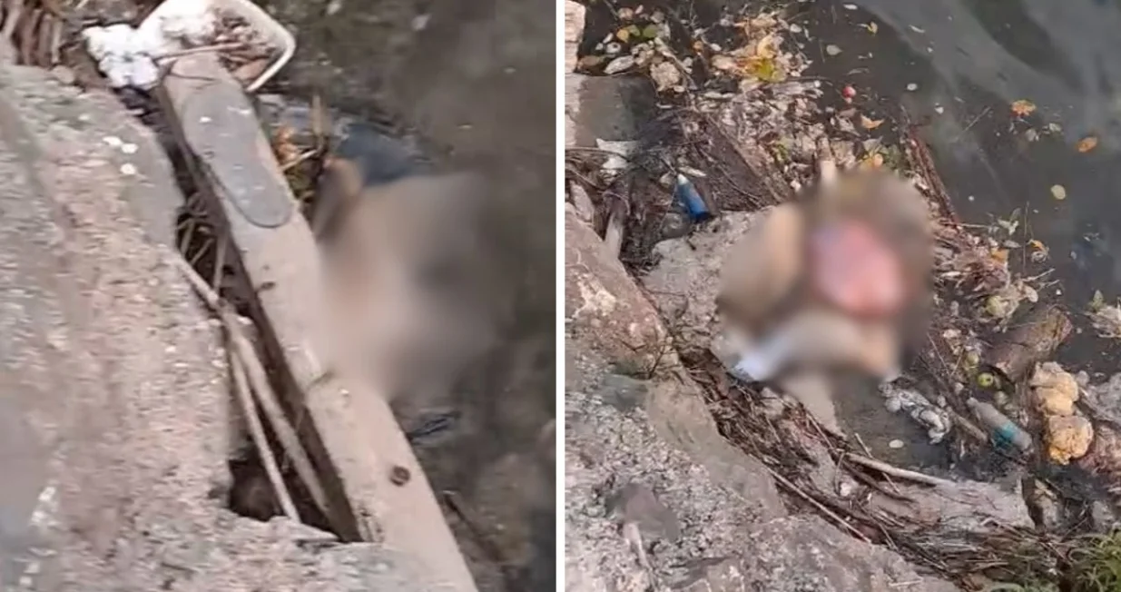 Jeziv prizor - mrtve svinje u Vrbasu/Srpska Info