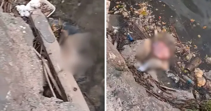 Jeziv prizor - mrtve svinje u Vrbasu/Srpska Info