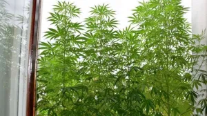 Zaplijenjena marihuana/FUP//