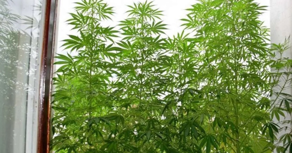 Zaplijenjena marihuana/FUP//