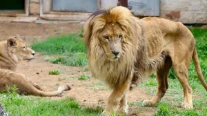 Lav iz Pionirske doline/ KJKP Park/