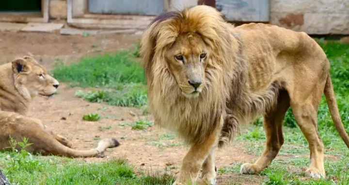 Lav iz Pionirske doline/ KJKP Park/