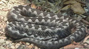 Poskok/ Wiki Commons/