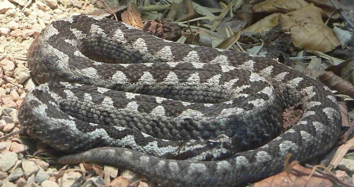 Poskok/ Wiki Commons/