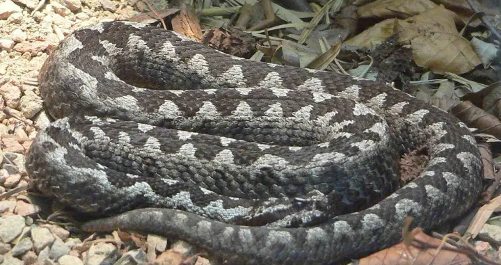 Poskok/ Wiki Commons/