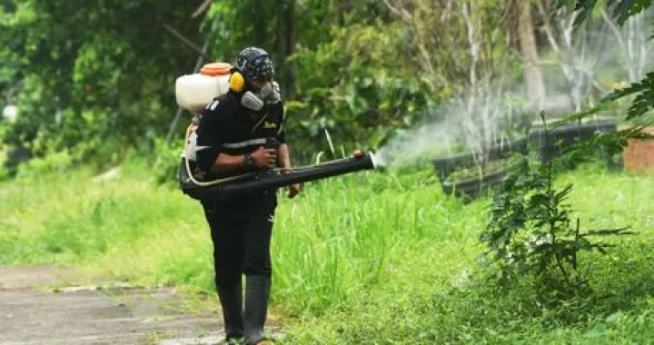 Denga groznica ilustracija/