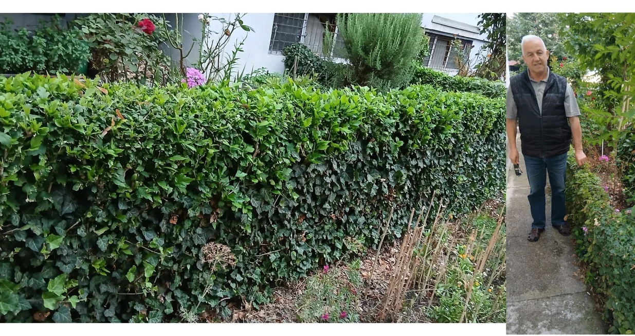 Salko održava živu ogradu okolo zgrade/