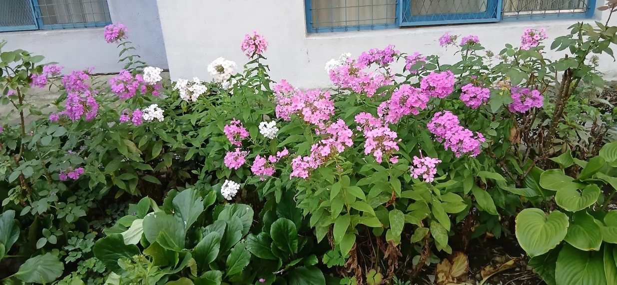 Rascvjetali floks, bergenija i hosta/