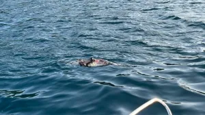 uginuli delfin blizu pelješkog mosta i kleka/Facebook