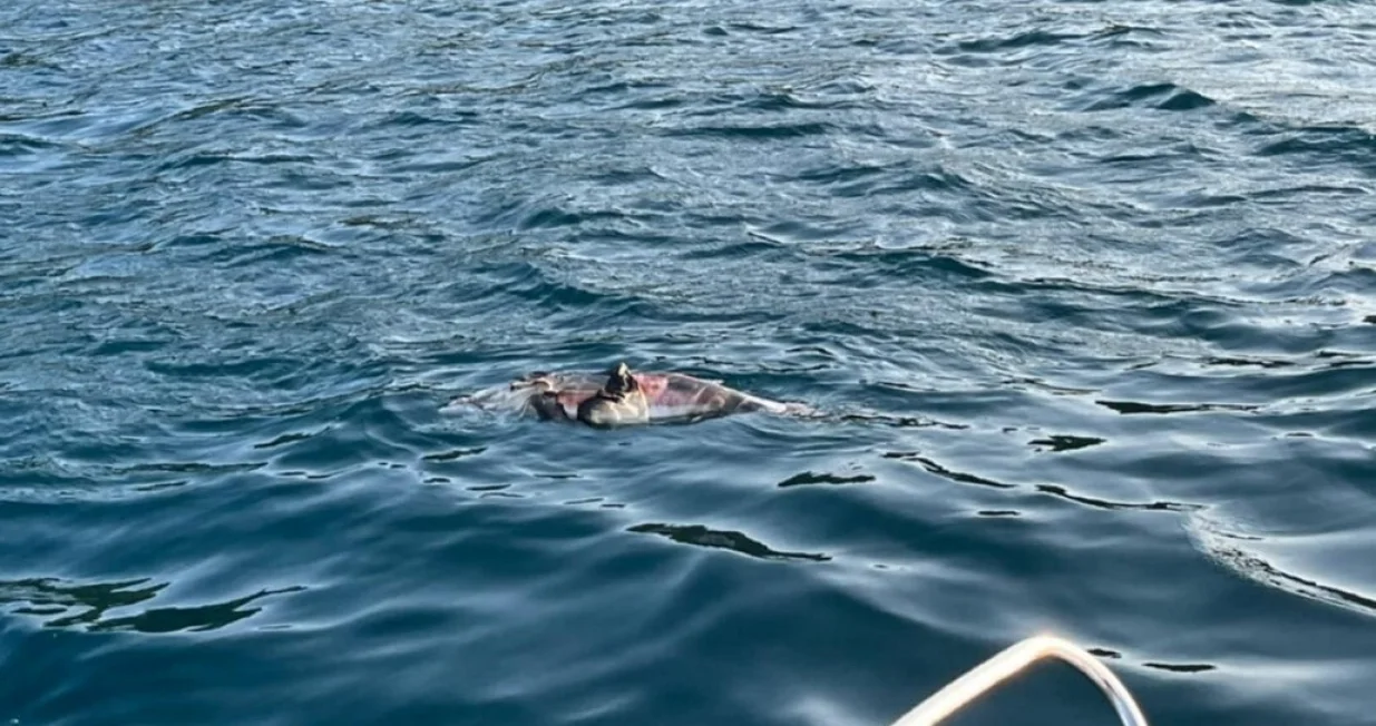 uginuli delfin blizu pelješkog mosta i kleka/Facebook