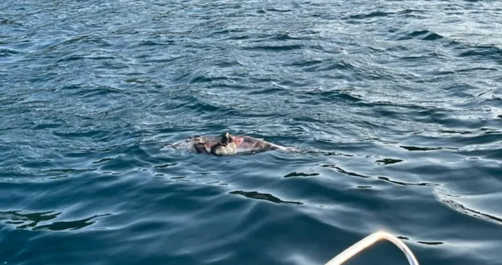 uginuli delfin blizu pelješkog mosta i kleka/Facebook