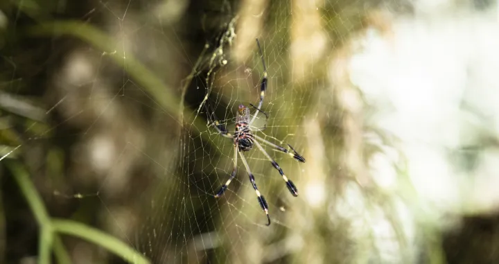 Za one kojima pauci stvaraju nelagodu:/Free Pik