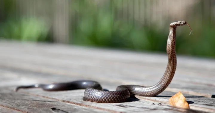 Zmije će vas obilaziti u širokom luku/Pexels