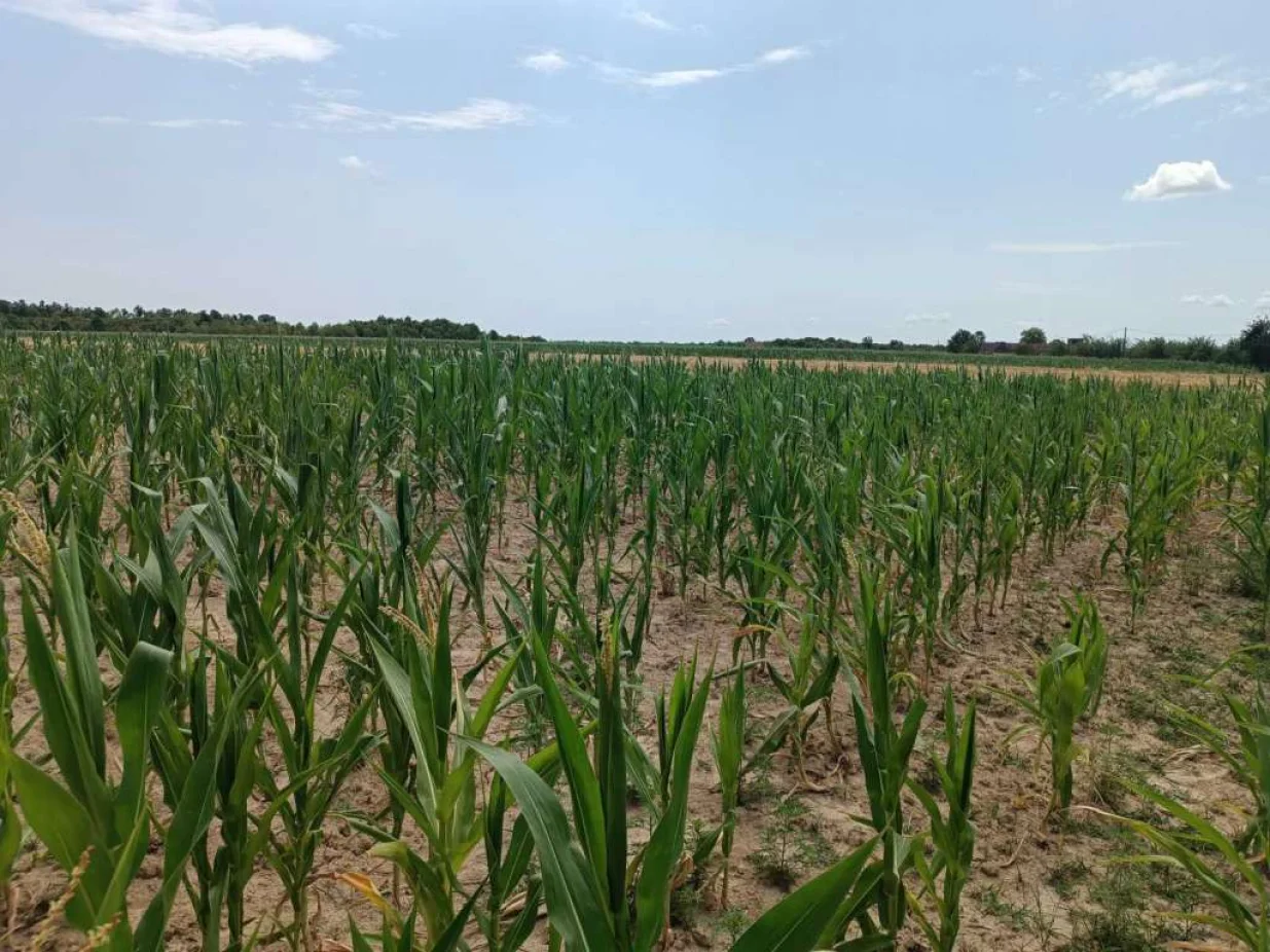 Kukuruz, kukuruzni usjevi/Fena/