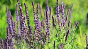 Prirodni saveznik za spokojan san i pozitivnu energiju/Pharmacy