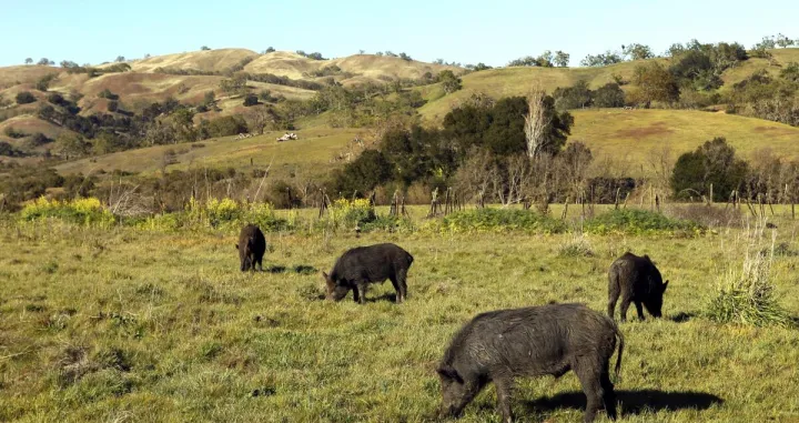 kalifornijske divlje svinje, životinje, svinja, kalifornijska/