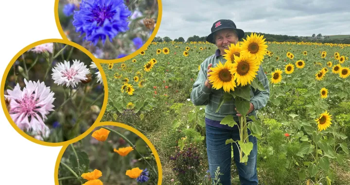 Suncokret i livadsko cvijeće/