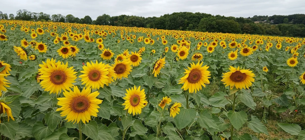 Nepregledno polje predivnih suncokreta/