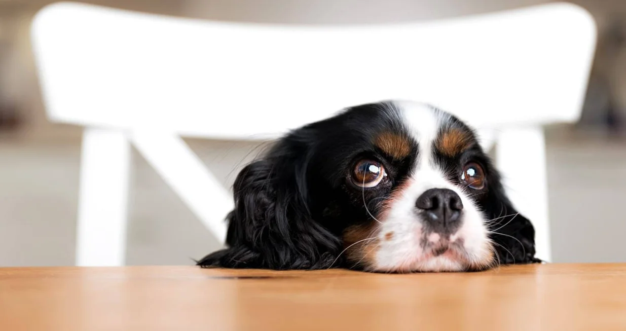 oči kućni ljubimci/