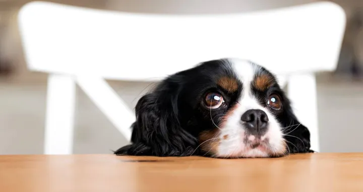 oči kućni ljubimci/