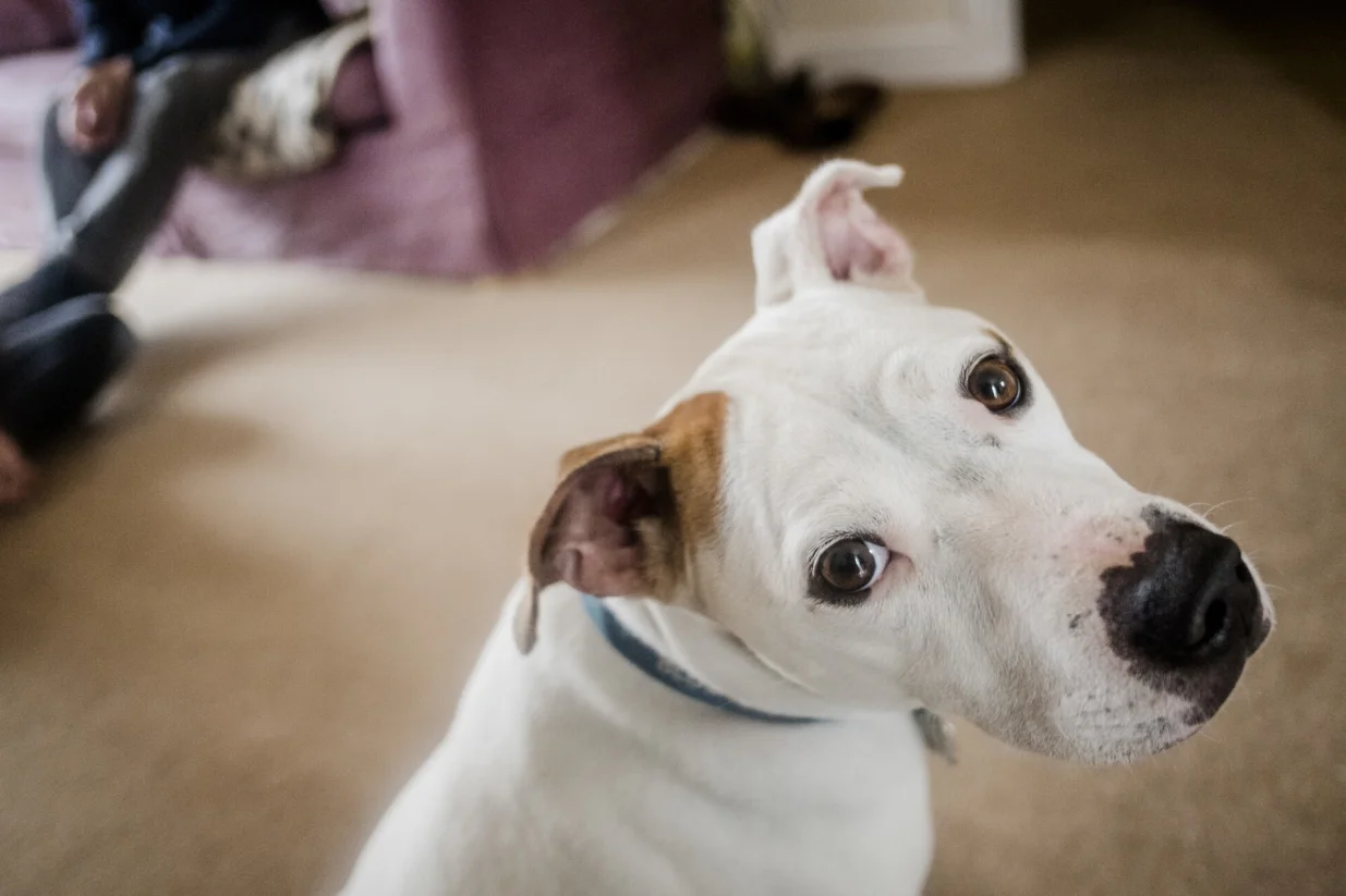 oči kućni ljubimci/