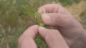 Sezona alergija - ambrozija//