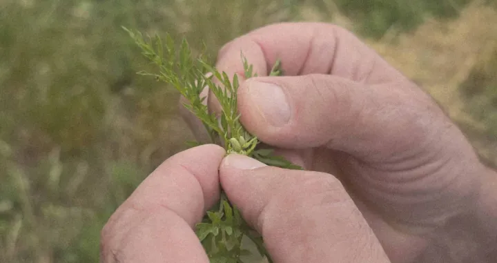 Sezona alergija - ambrozija//