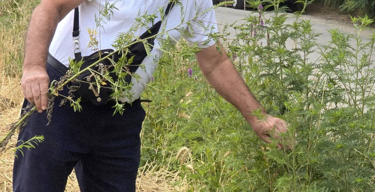 Sezona alergija - ambrozija//