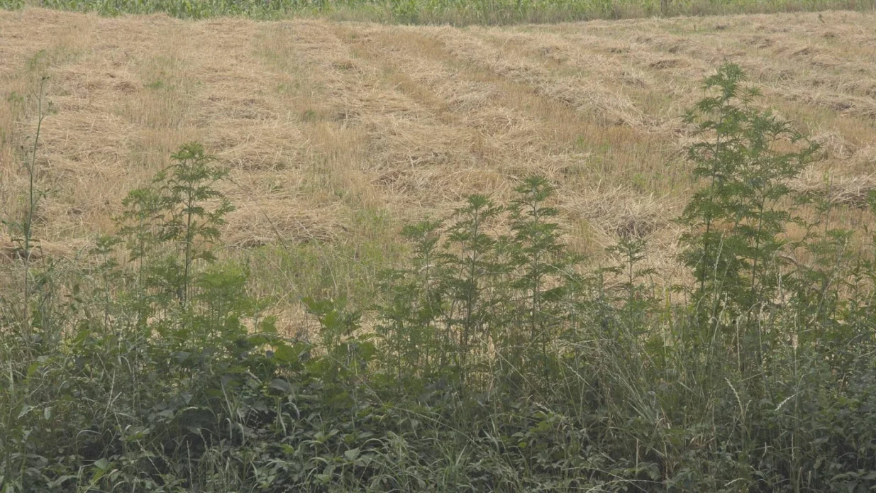 Sezona alergija - ambrozija//