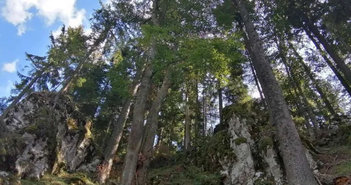 Šuma Ilustracija/Fena