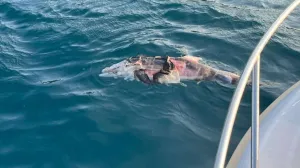 Pronađen mrtav dupin/ignjolov Eging Club Neum//